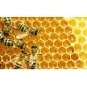 Honey pasteurization